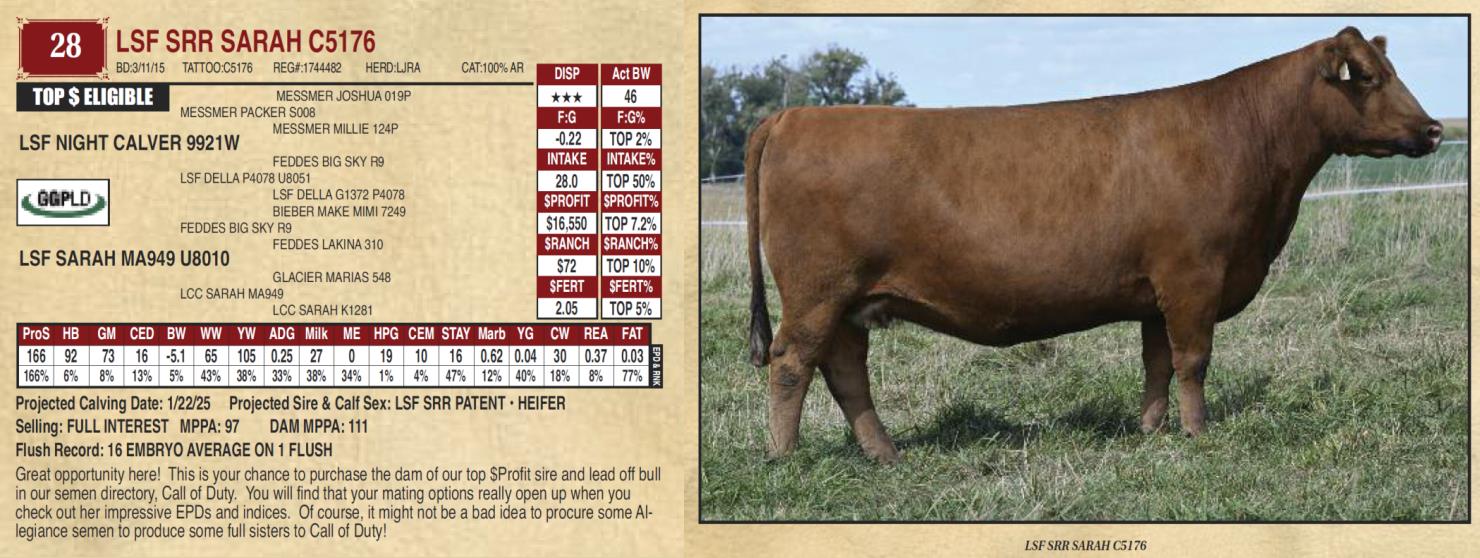 Lot 28 LSF SRR SARAH C5176 Ludvigson Stock Farms Prime Time Female