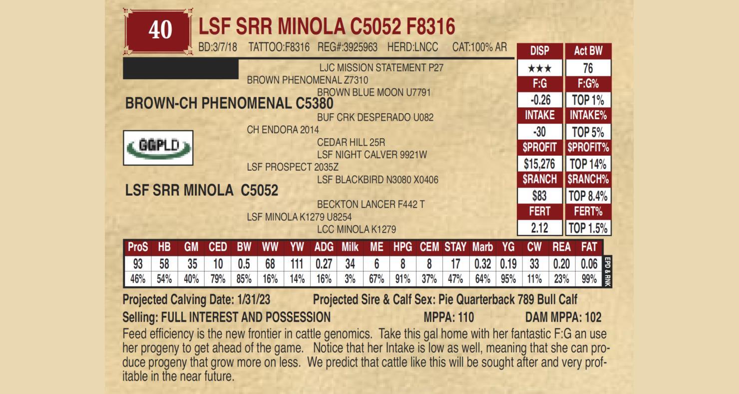 Ludvigson Stock Farms Lot 40 LSF SRR MINOLA C5052 F8316 Ludvigson
