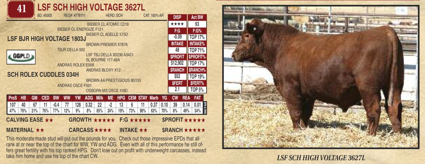 Lot 41 Ludvigson Stock Farms Fall Herdbuilder Bull Sale and Female