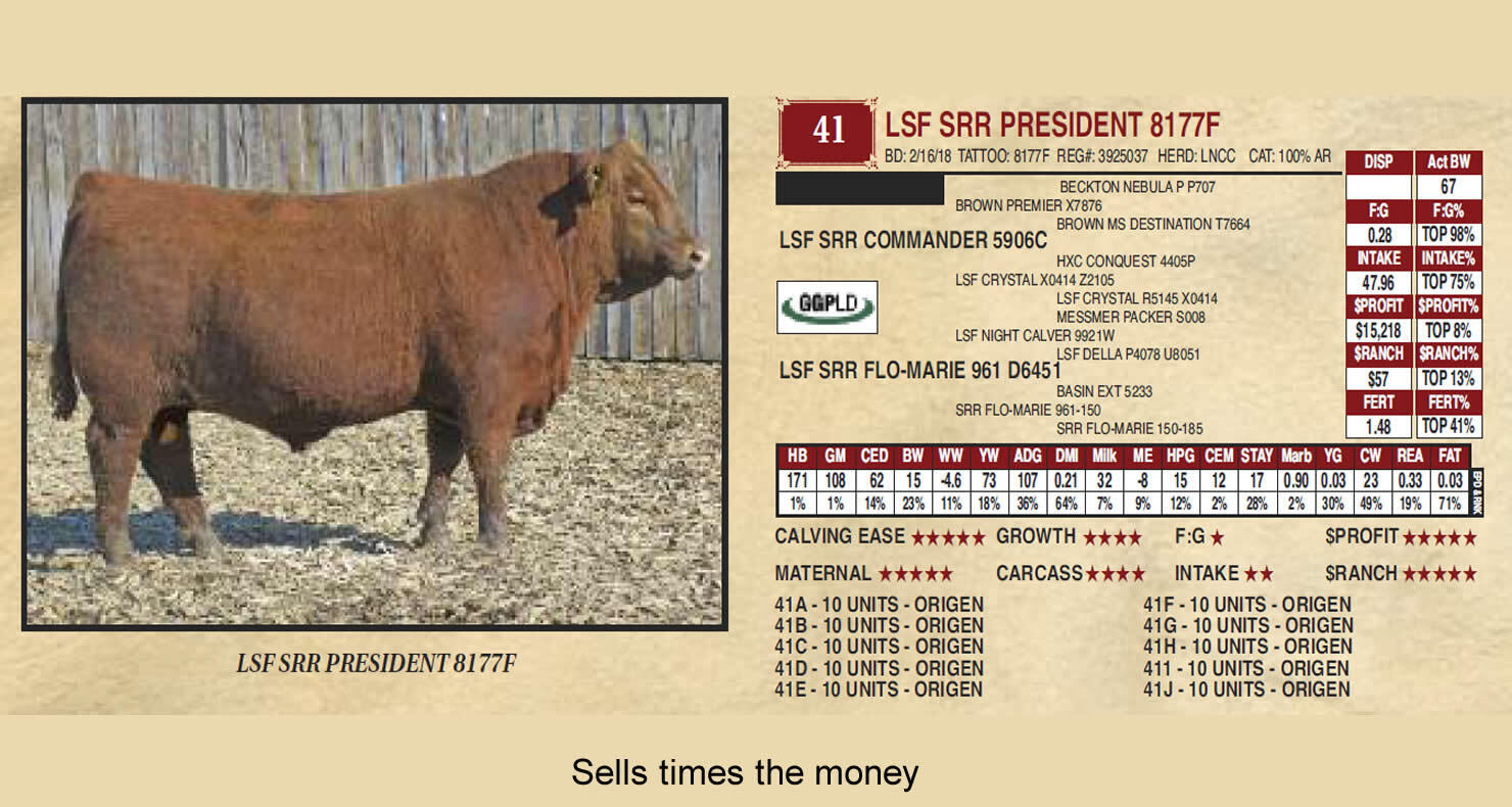 Ludvigson Stock Farms Lot 41E LSF SRR President 8177F Ludvigson