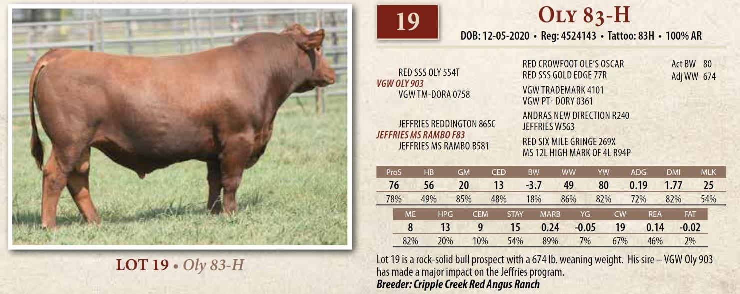 DVAuction Lot 19 Jeffries Red Angus Complete Dispersal