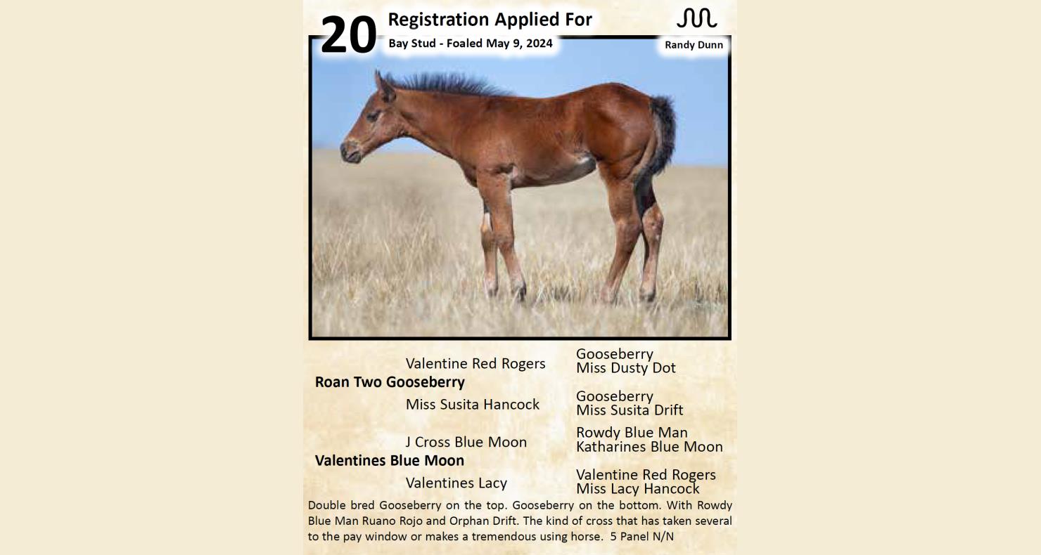 Lot 20 Come To The Source 26th Annual Horse Sale DVAuction