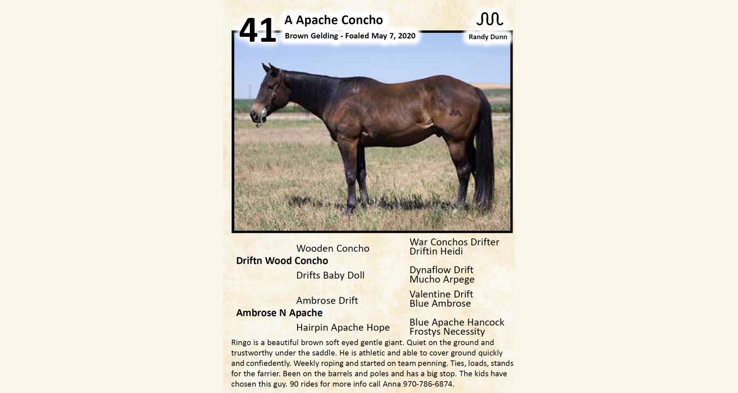 Lot 41 Come To The Source 26th Annual Horse Sale DVAuction