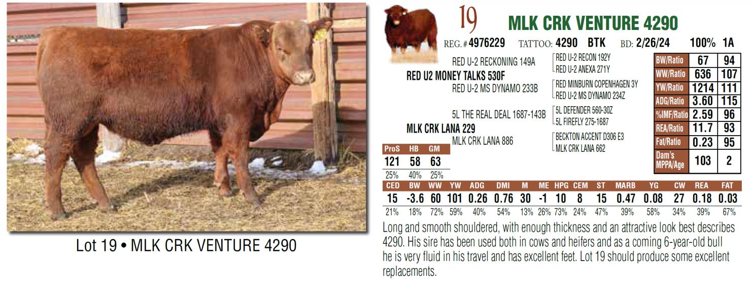 Lot 19 Milk Creek Red Angus Annual Bull Sale DVAuction