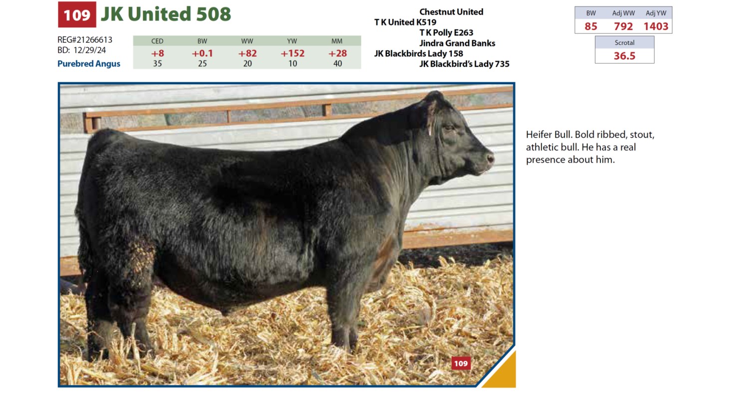 Lot 109: Eichacker Simmental/JK Angus - Annual Simmental & Angus Bull ...