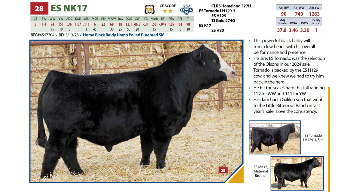 Lot 28: Eichacker Simmental/JK Angus - Annual Simmental & Angus Bull ...