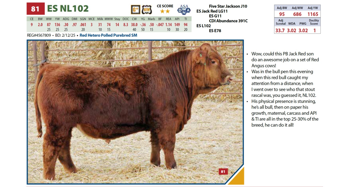 Lot 81: Eichacker Simmental/JK Angus - Annual Simmental & Angus Bull ...