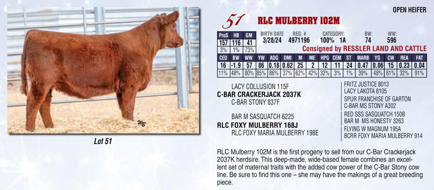 Lot 51 North Dakota Red Select Annual Red Angus Female Sale DVAuction