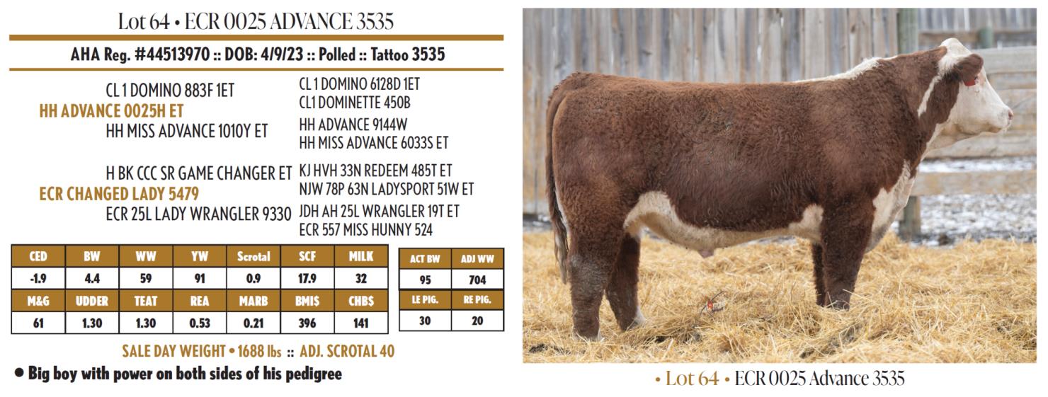 Lot 64 Fawcett's Elm Creek Ranch Annual Hereford & Angus Bull