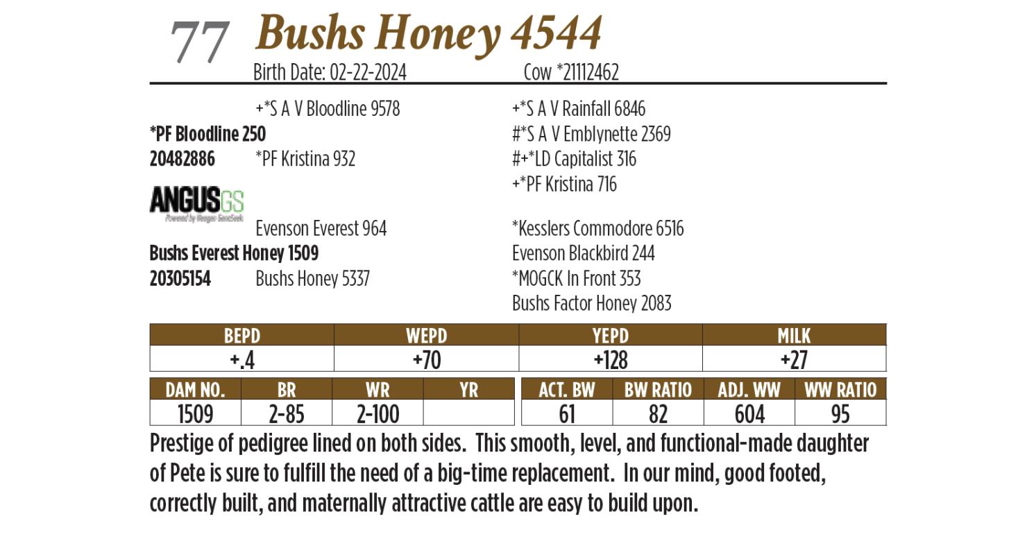 Lot 77 Bush Angus 51st Annual Angus Bull & Female Sale DVAuction