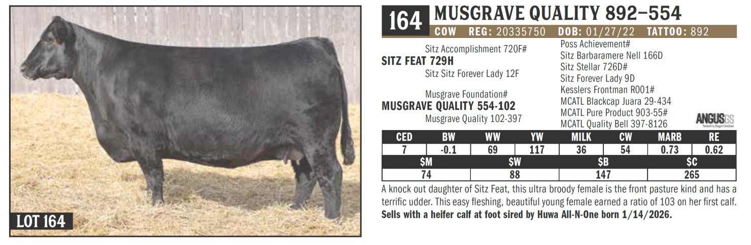 Lot 164: Musgrave Angus Ranch - 31st Annual 