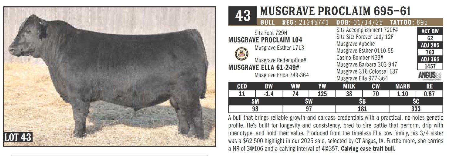 Lot 43: Musgrave Angus Ranch - 31st Annual 