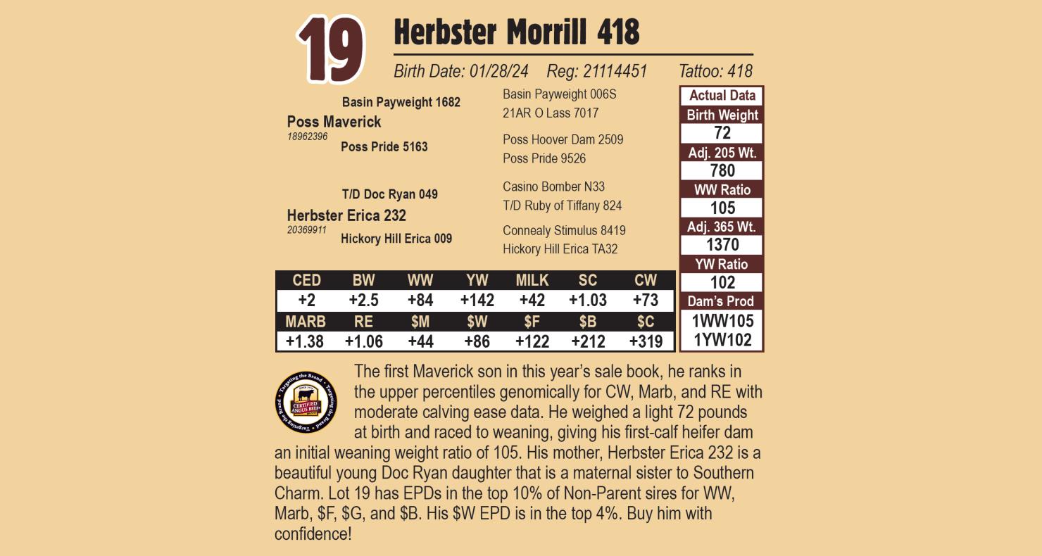 Lot 19 Herbster Angus Farms Annual Bull Sale DVAuction