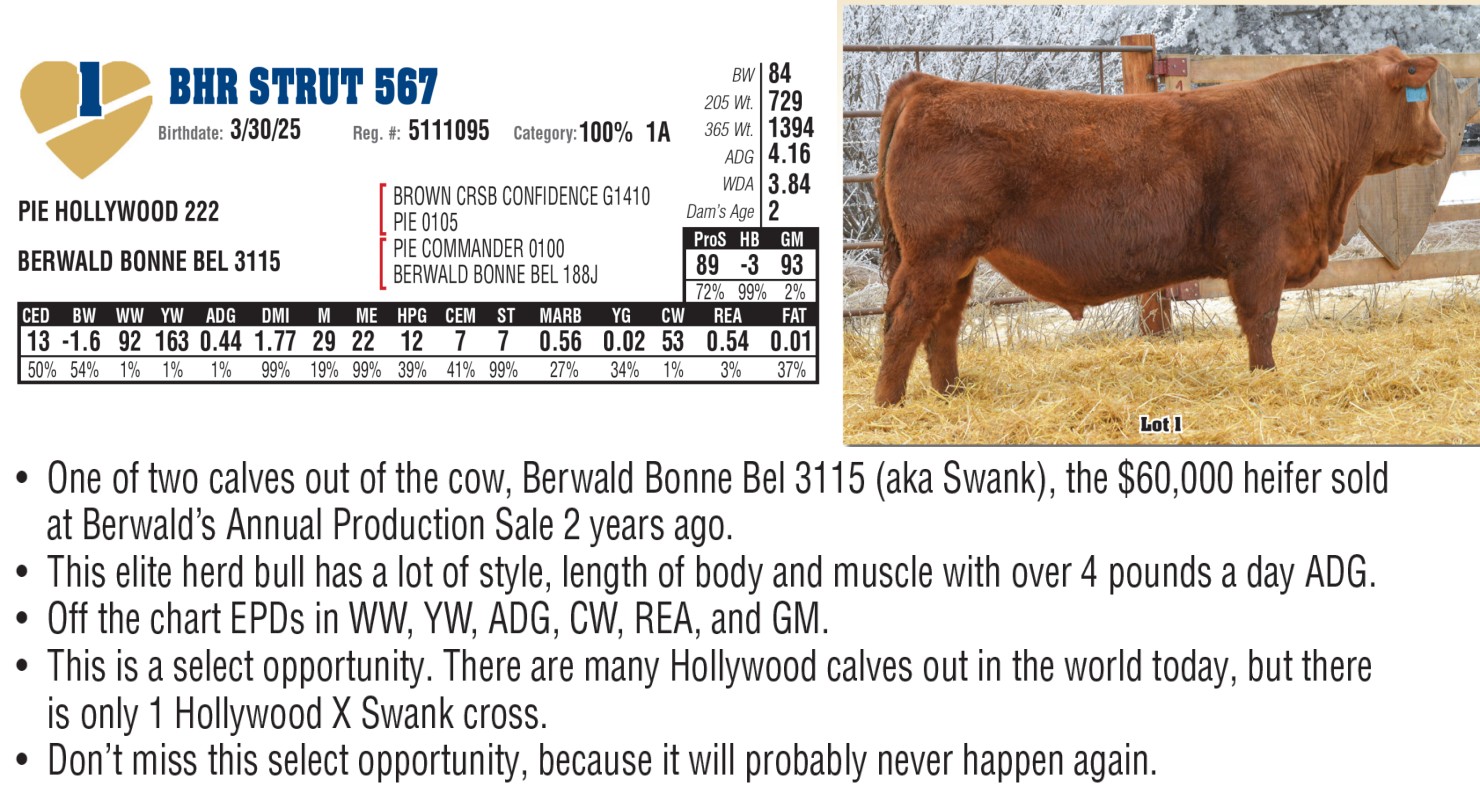 Lot 1: Broken Heart Ranch - 48th Annual Red Angus Bull & Female Sale ...