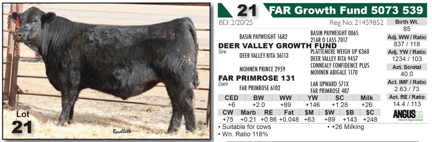 21 Angus Ranch Lot 21: Fuoss Angus Ranch - Annual Angus Bull Sale | DVAuction