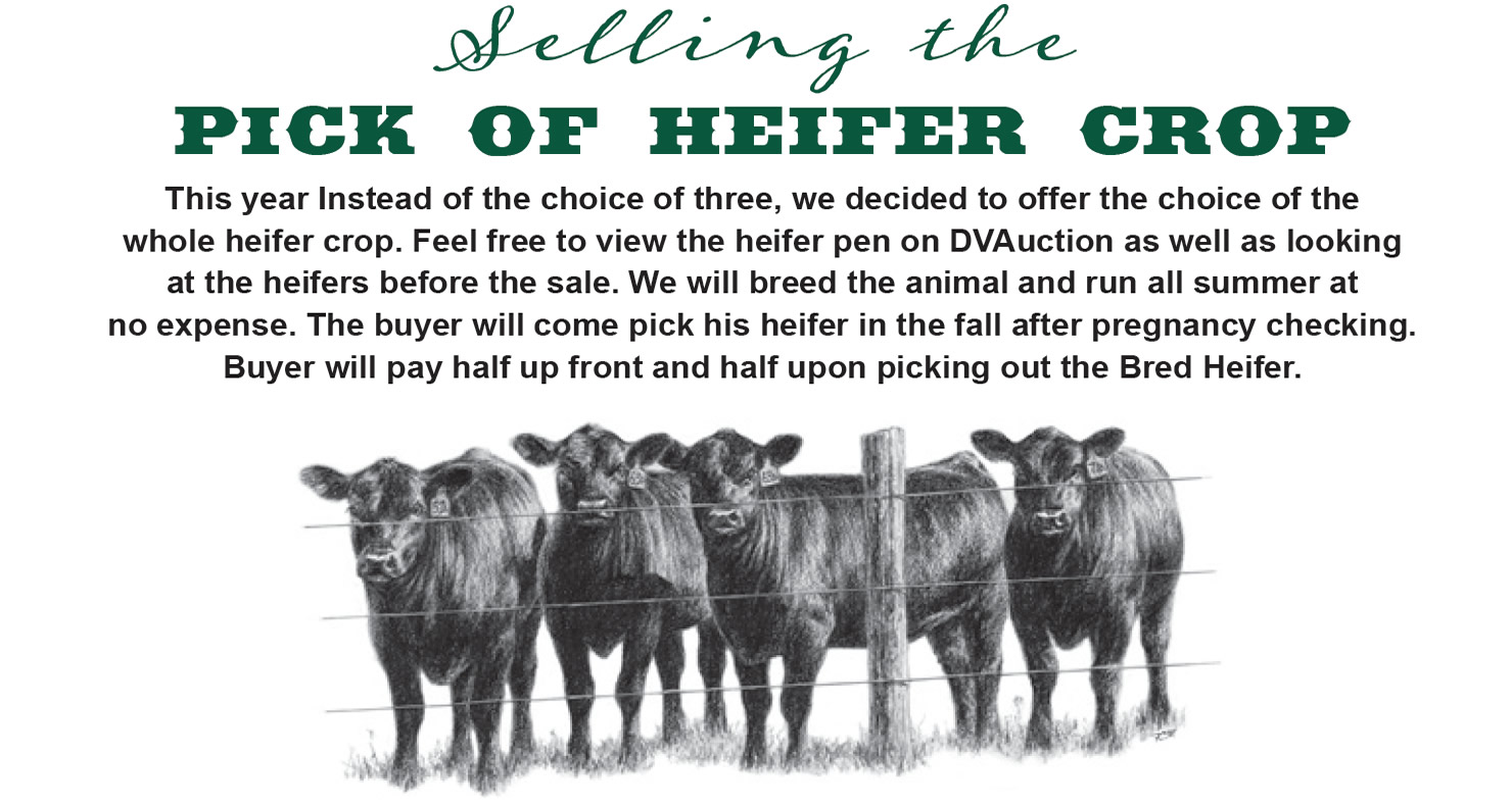 pick: Fuoss Angus Ranch - Annual Angus Bull Sale | DVAuction