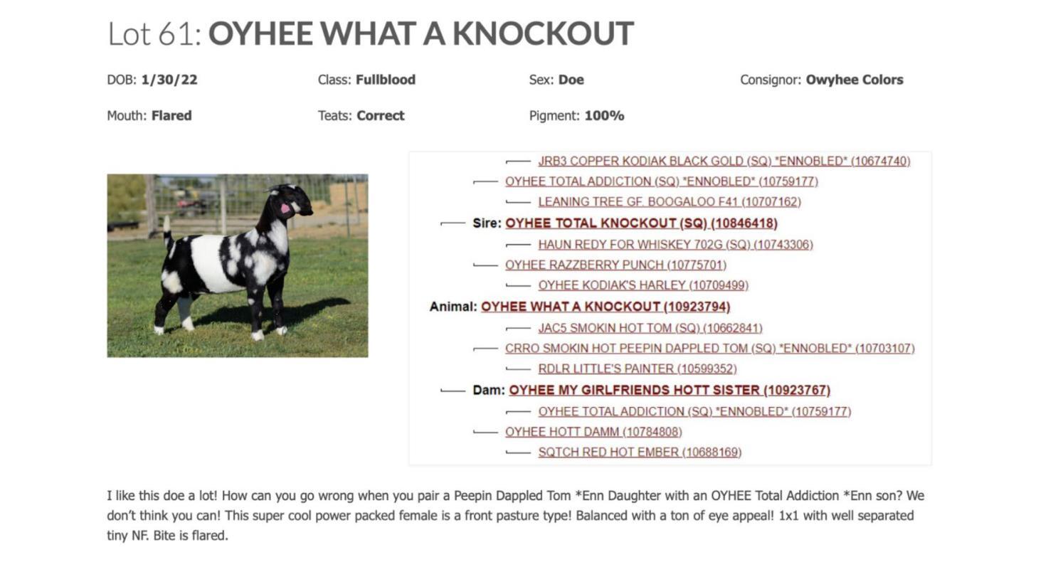 DVAuction Lot 61 Splash of Color Fall Boer Goat Sale