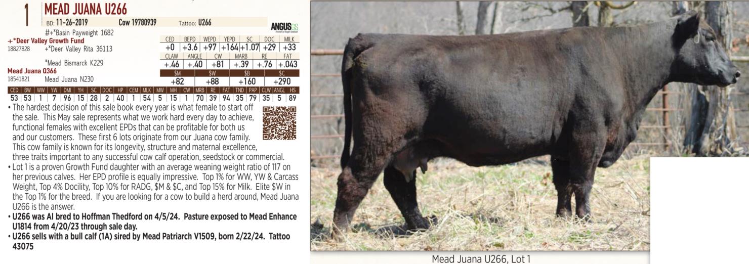 Lot 1a Mead Farms Annual Fall Bull & Female Sale DVAuction