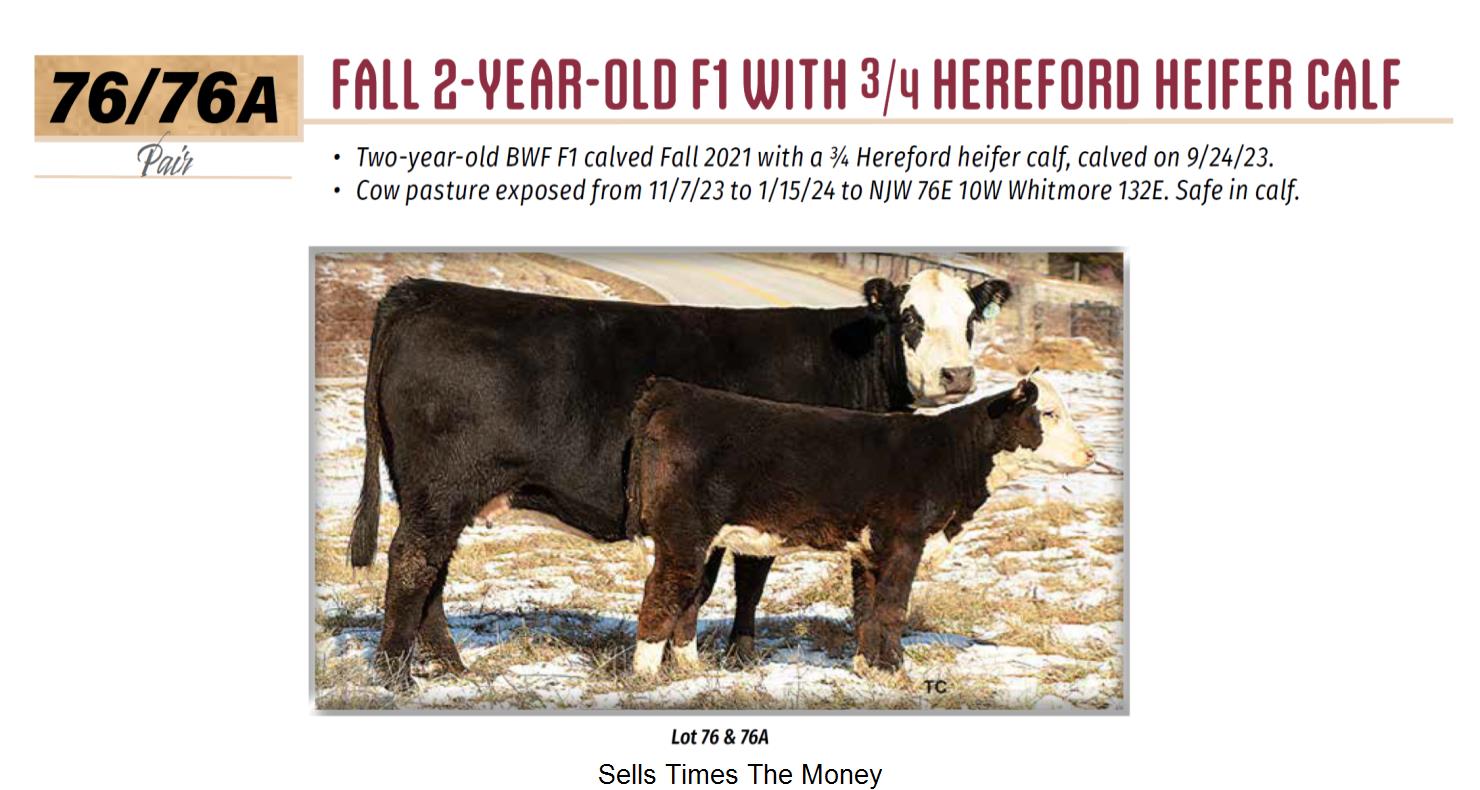 Lot 76a Bluegrass Stockyards Clifford Farms and Friends Hereford
