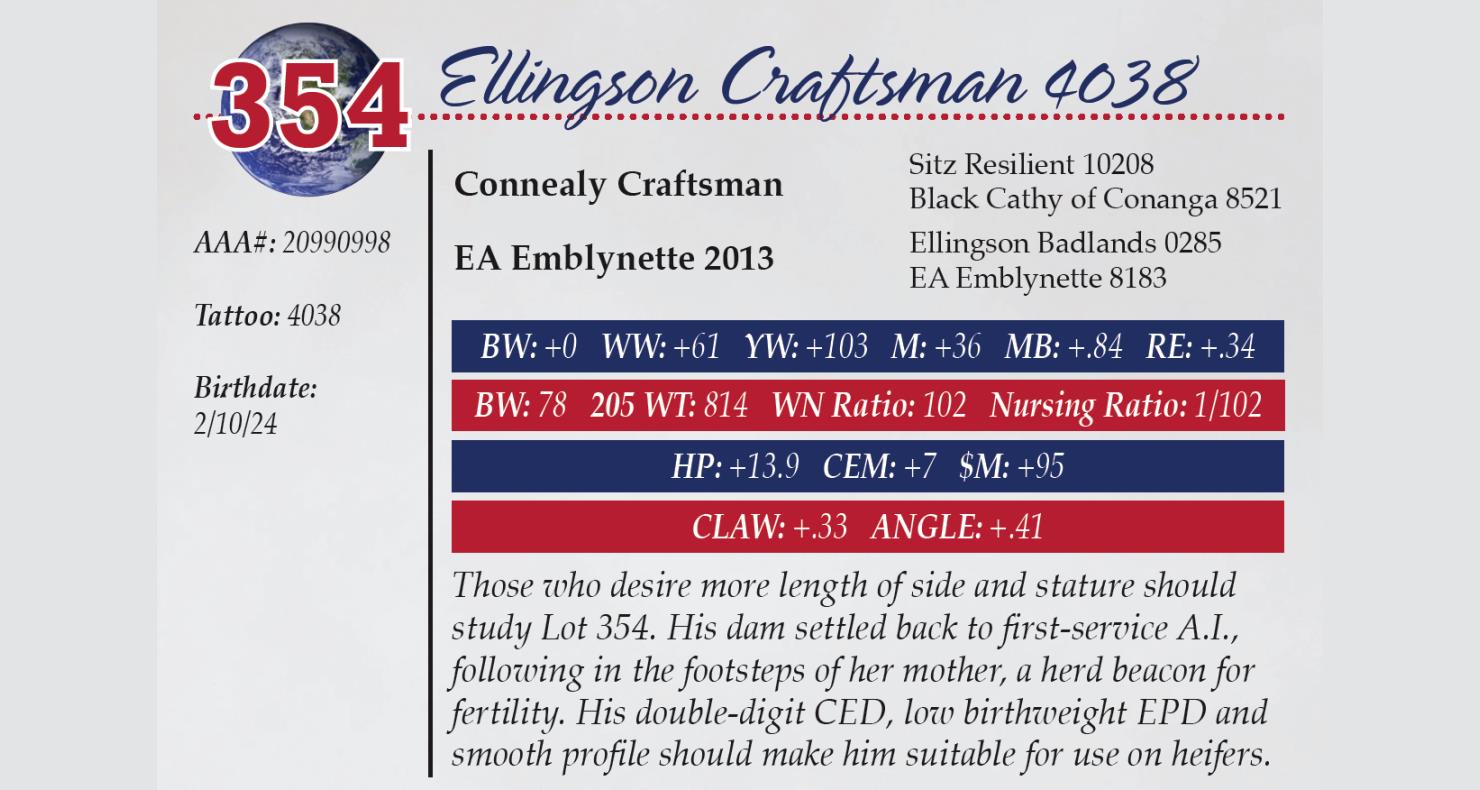 Lot 354: Ellingson Angus - Annual Angus Bull & Female Sale | DVAuction