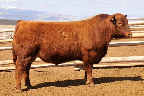 Lot 66 - 5L Blockade 2218-30B: 5L Red Angus - Frozen Genetics Online ...