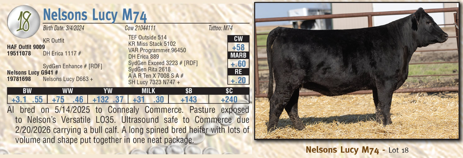 Lot 18: Pearls of the Prairie - Annual Angus Female Sale | DVAuction
