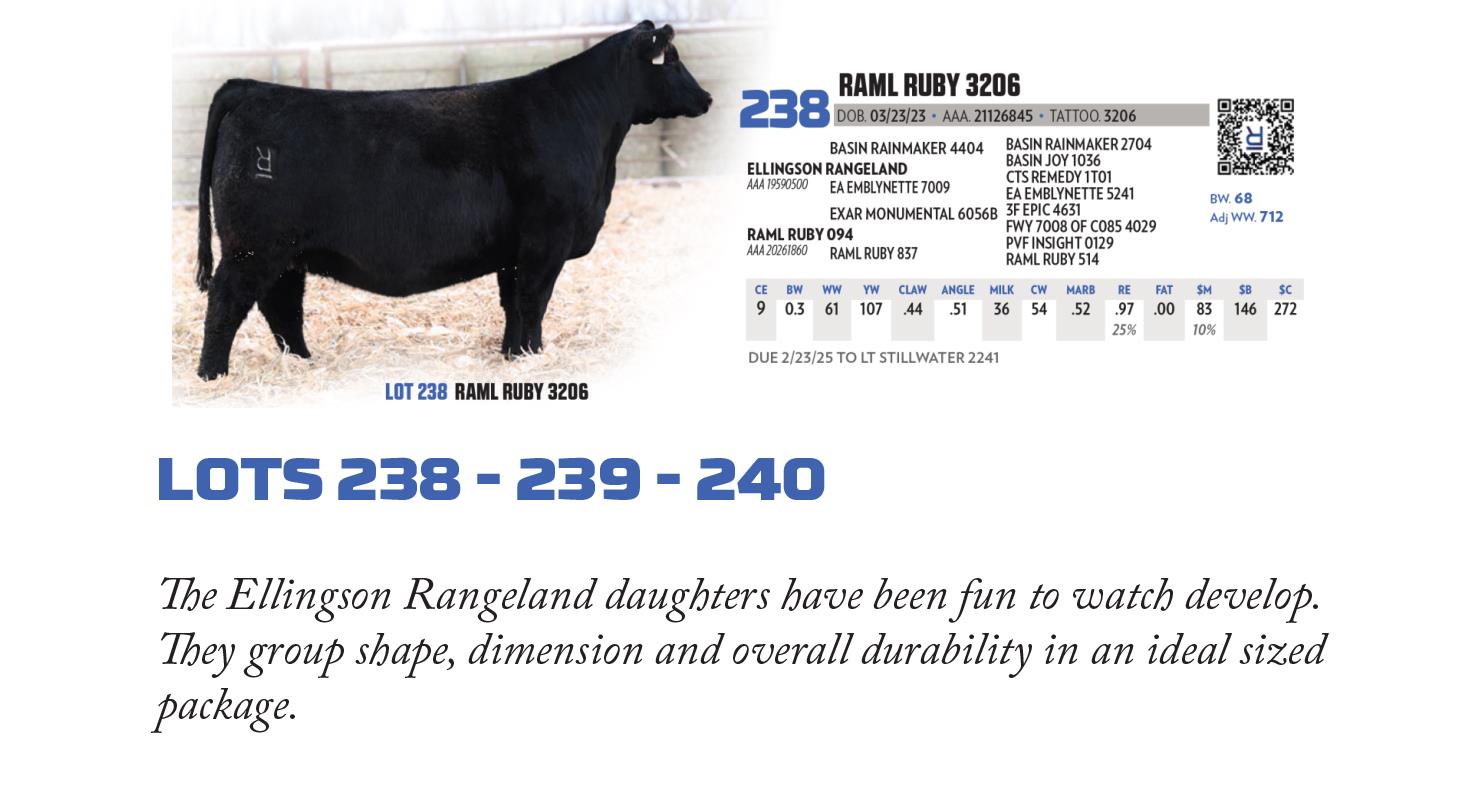 Lot 238: Raml Cattle - Annual Angus, Simmental, Red Angus Bull & Female ...