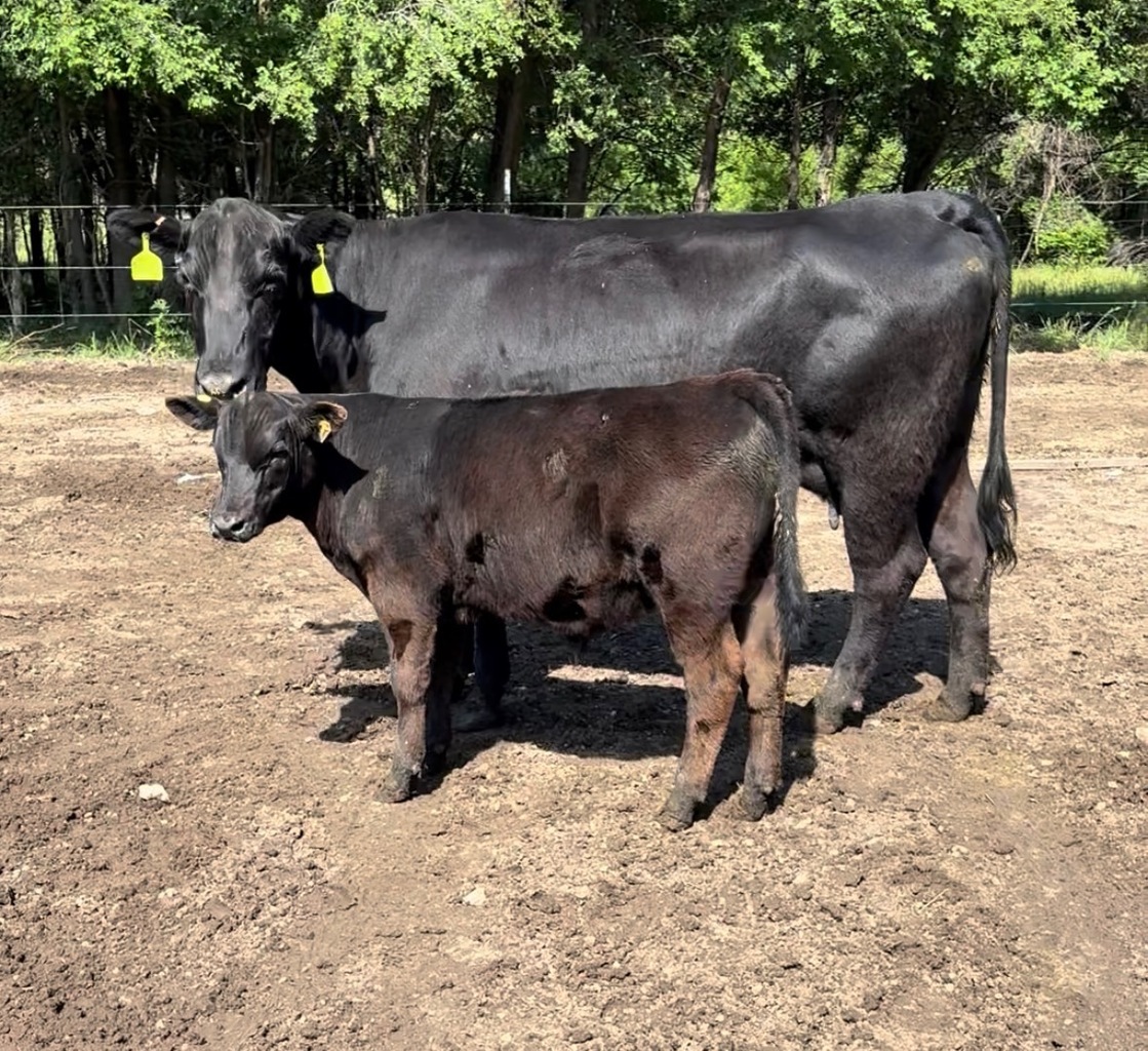 Lot 96: Hawkeye Country Angus Sale - Annual Angus Bull & Female Sale ...