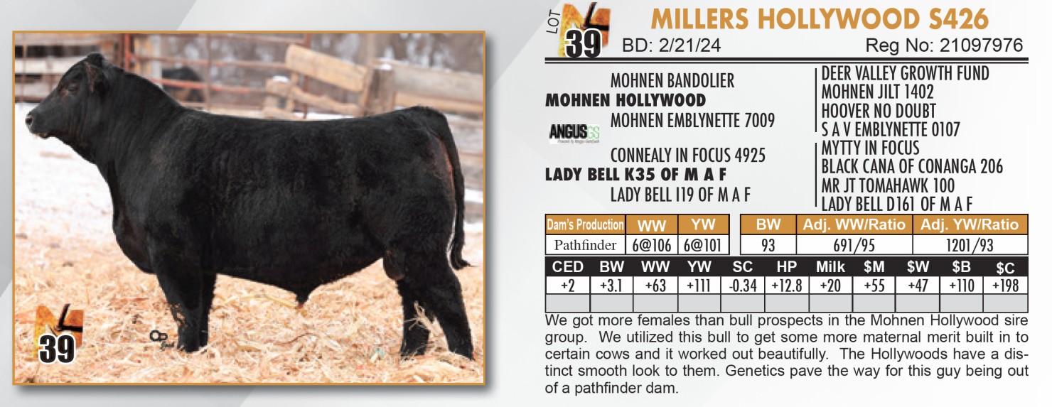Lot 39 Miller Angus Farms Top Tier Bull Sale DVAuction