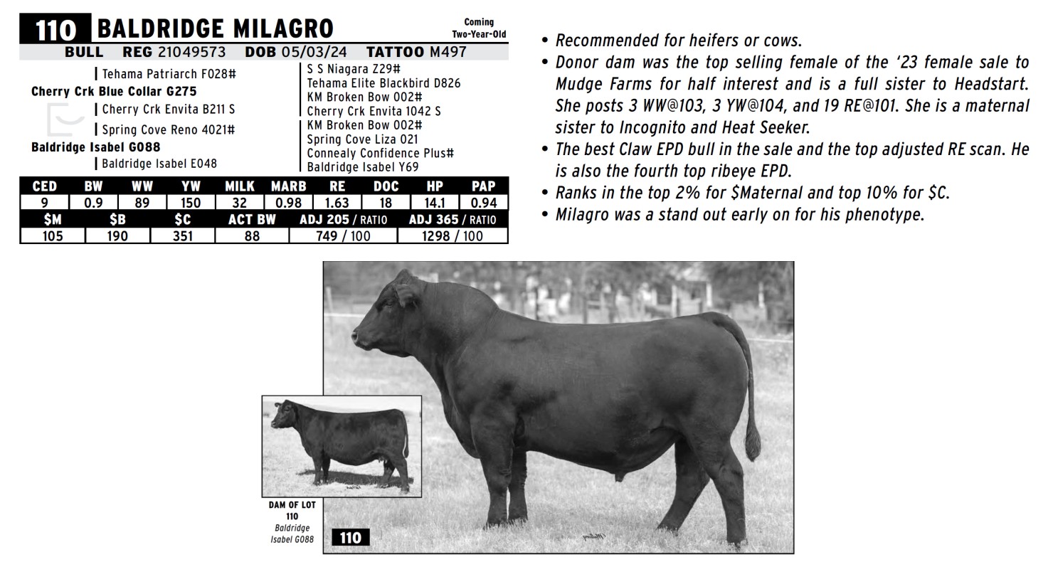 Lot 110: Baldridge Performance Angus - Annual Bull Sale | DVAuction