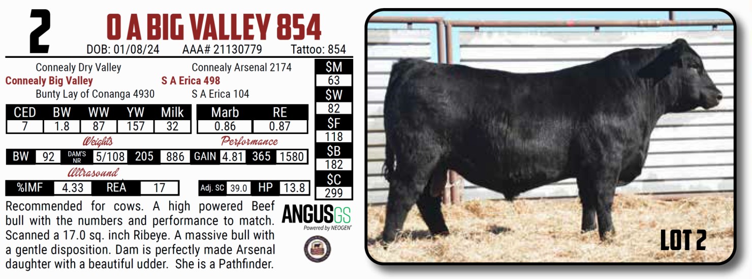 Lot 2: Ostrand Angus - 24th Annual Bull Sale | DVAuction