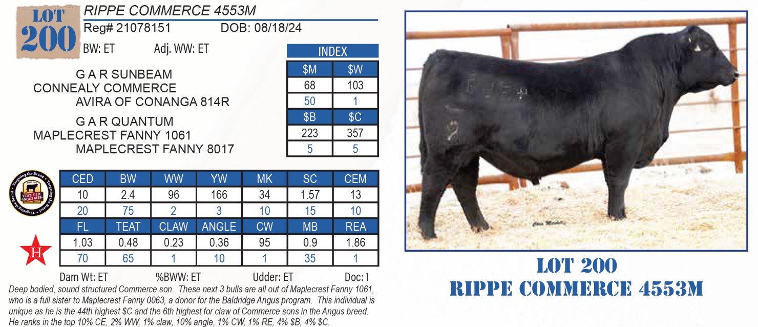 Kingston Rippe Lot 200: Rippe Gelbvieh & Rippe Angus - 28th Annual Bull Sale | DVAuction