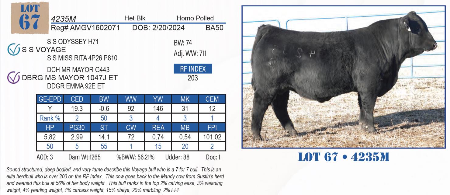 Lot 67 Rippe Gelbvieh & Rippe Angus 27th Annual Bull Sale DVAuction