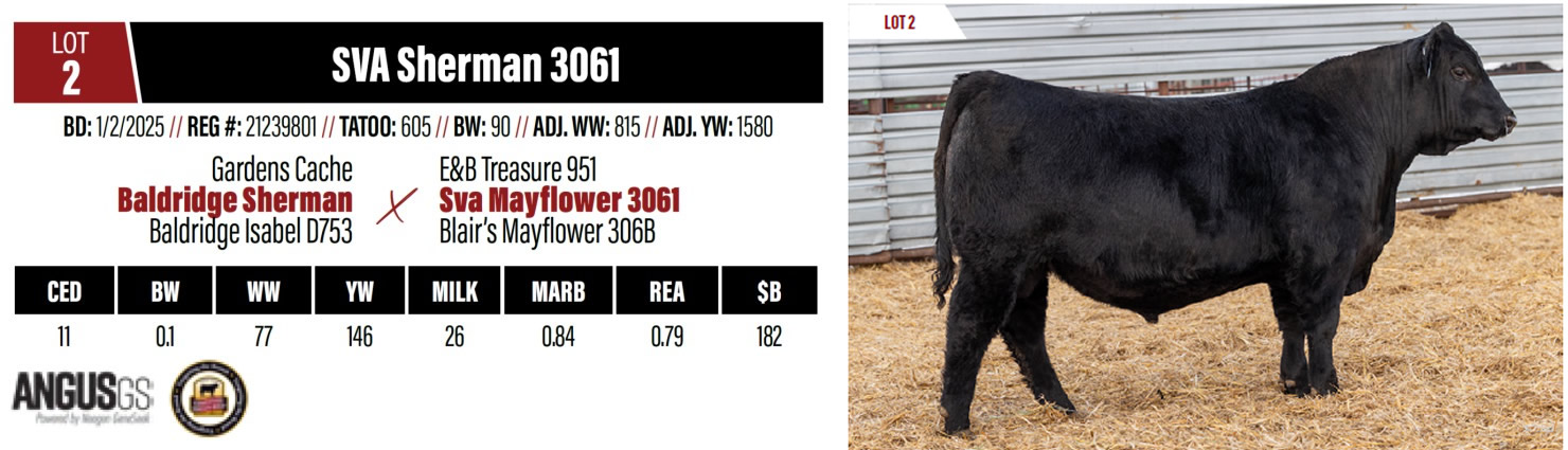 Lot 2: Spring Valley Angus - Annual Angus Bull Sale | DVAuction