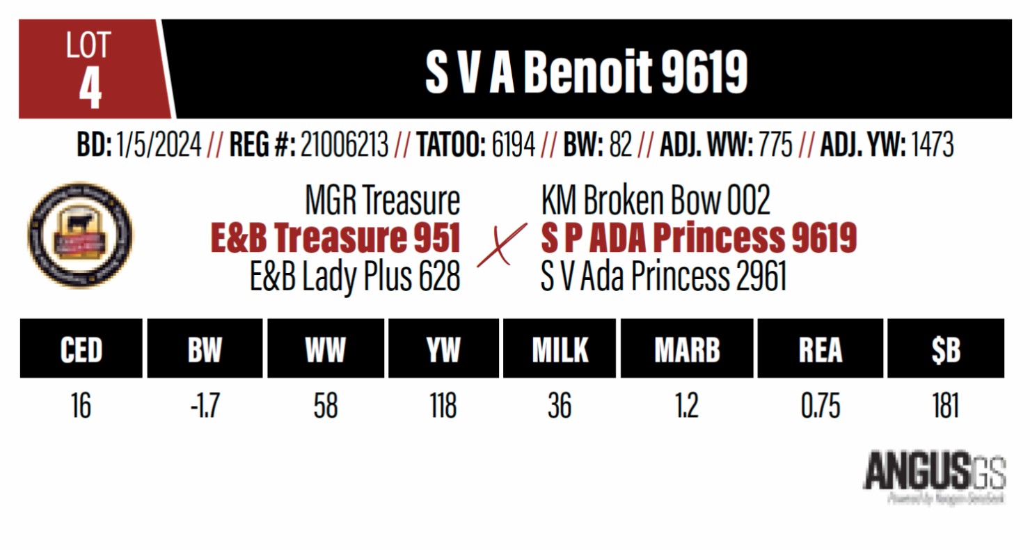 Lot 4: Spring Valley Angus - Annual Angus Bull Sale | DVAuction