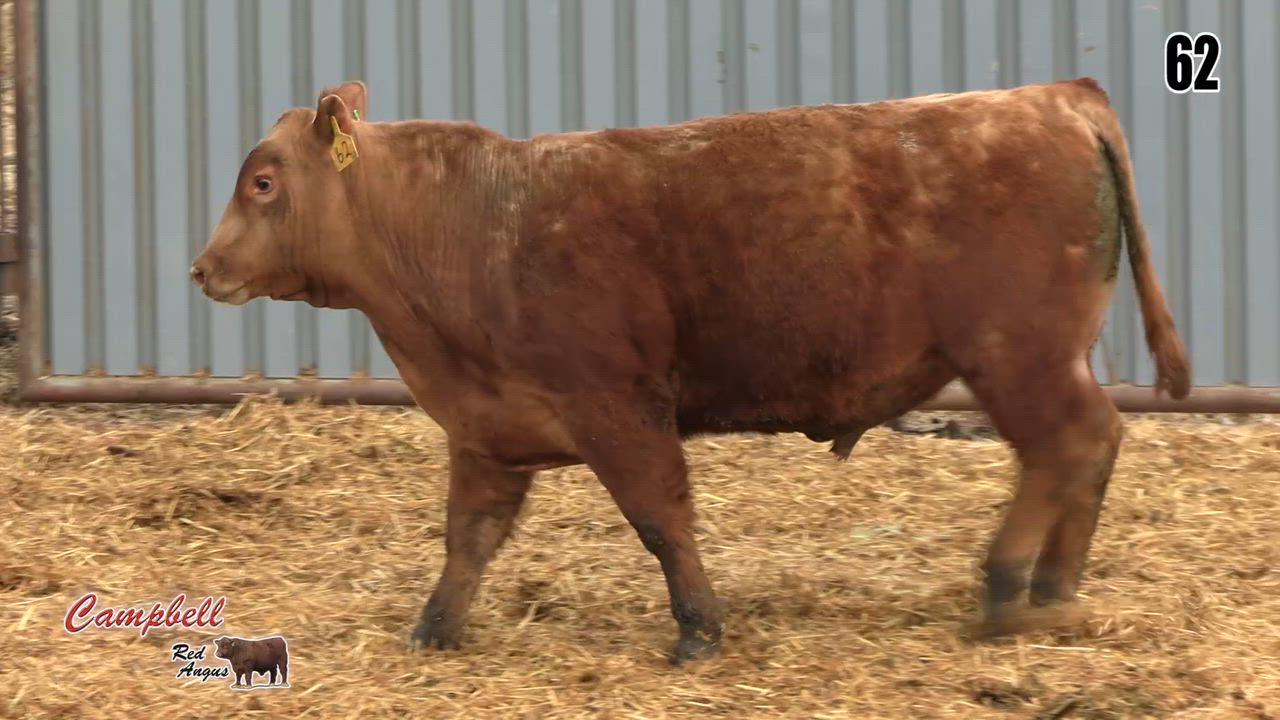 Lot 62: Campbell Red Angus - Annual Red Angus Bull & Female Sale ...