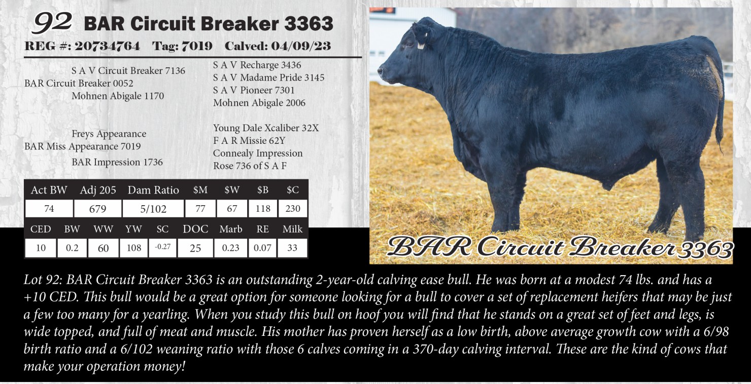Lot 92: Bruner Angus Ranch - Annual Angus Bull Sale | DVAuction