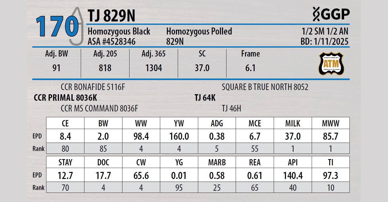 Lot 170: Triangle J Ranch - 36th Annual Bull Sale | DVAuction