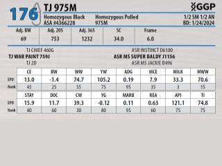 Lot 176: Triangle J Ranch - 35th Annual Bull Sale | DVAuction