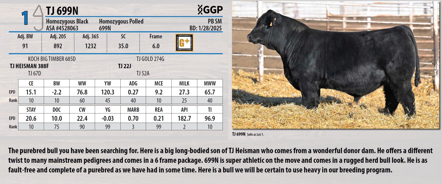 Lot 1: Triangle J Ranch - 36th Annual Bull Sale | DVAuction