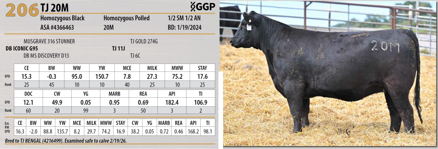 Lot 206: Triangle J Ranch - Harvest Select Female Sale | DVAuction