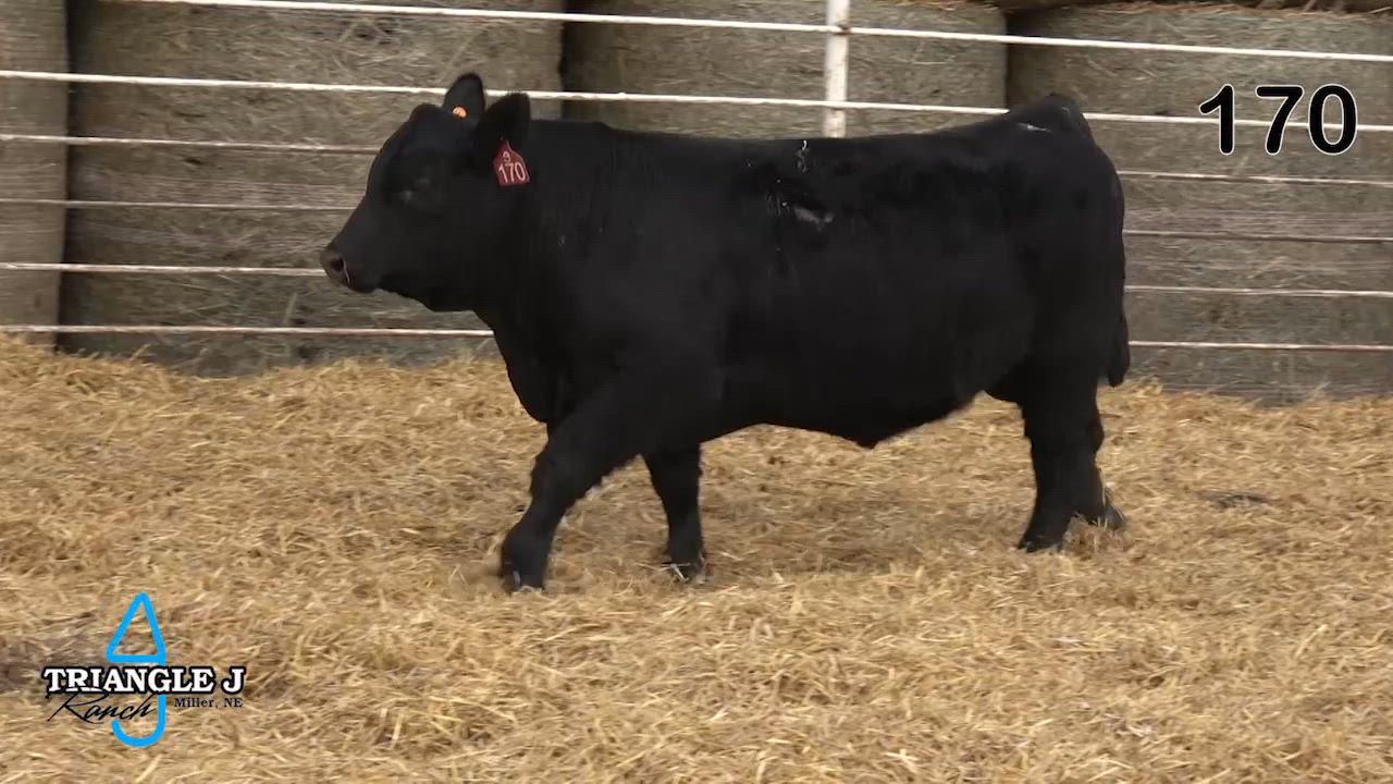 Lot 170: Triangle J Ranch - 36th Annual Bull Sale | DVAuction