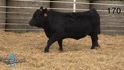 Lot 170: Triangle J Ranch - 36th Annual Bull Sale | DVAuction
