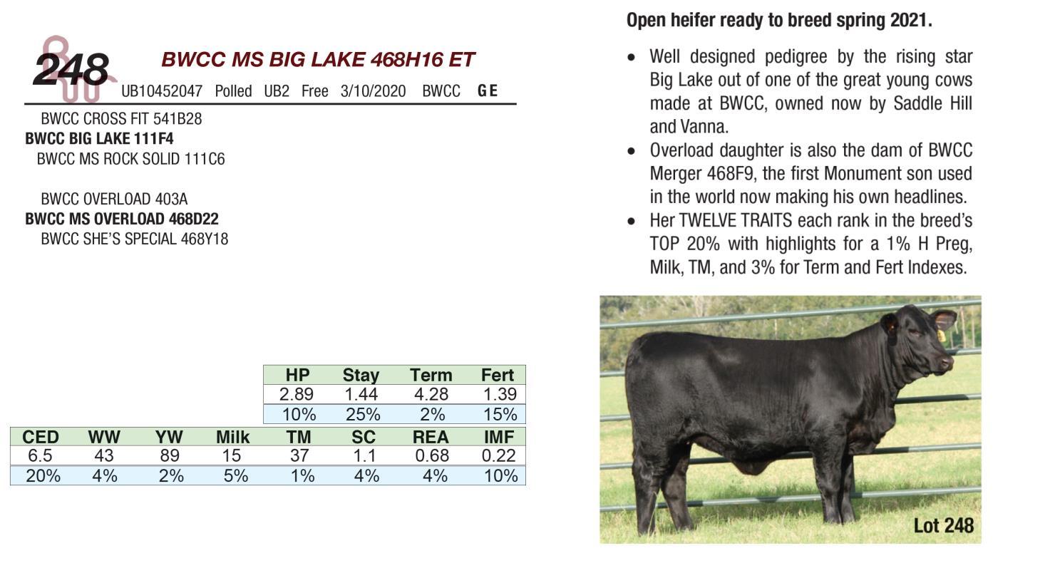 DVAuction Lot 248 Blackwater Cattle Co. Female Sale