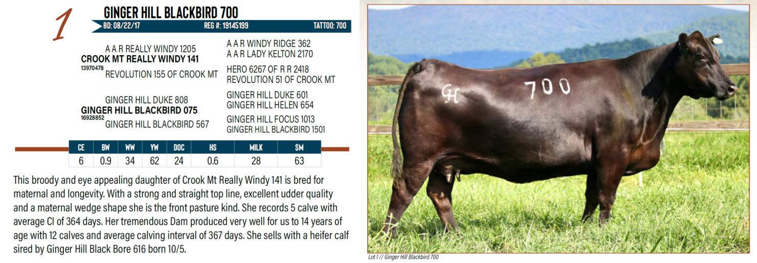 Lot 1 Ginger Hill Angus Angus Bull & Female Sale DVAuction