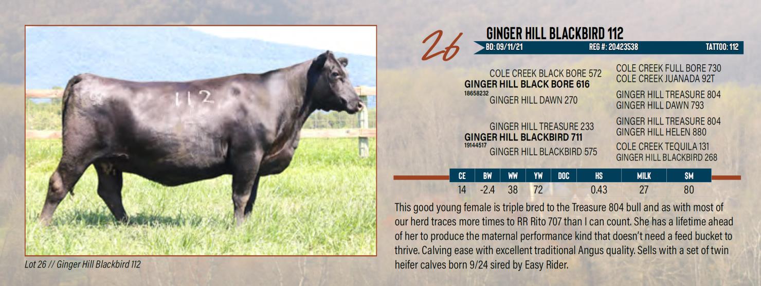 Lot 26 Ginger Hill Angus Angus Bull & Female Sale DVAuction