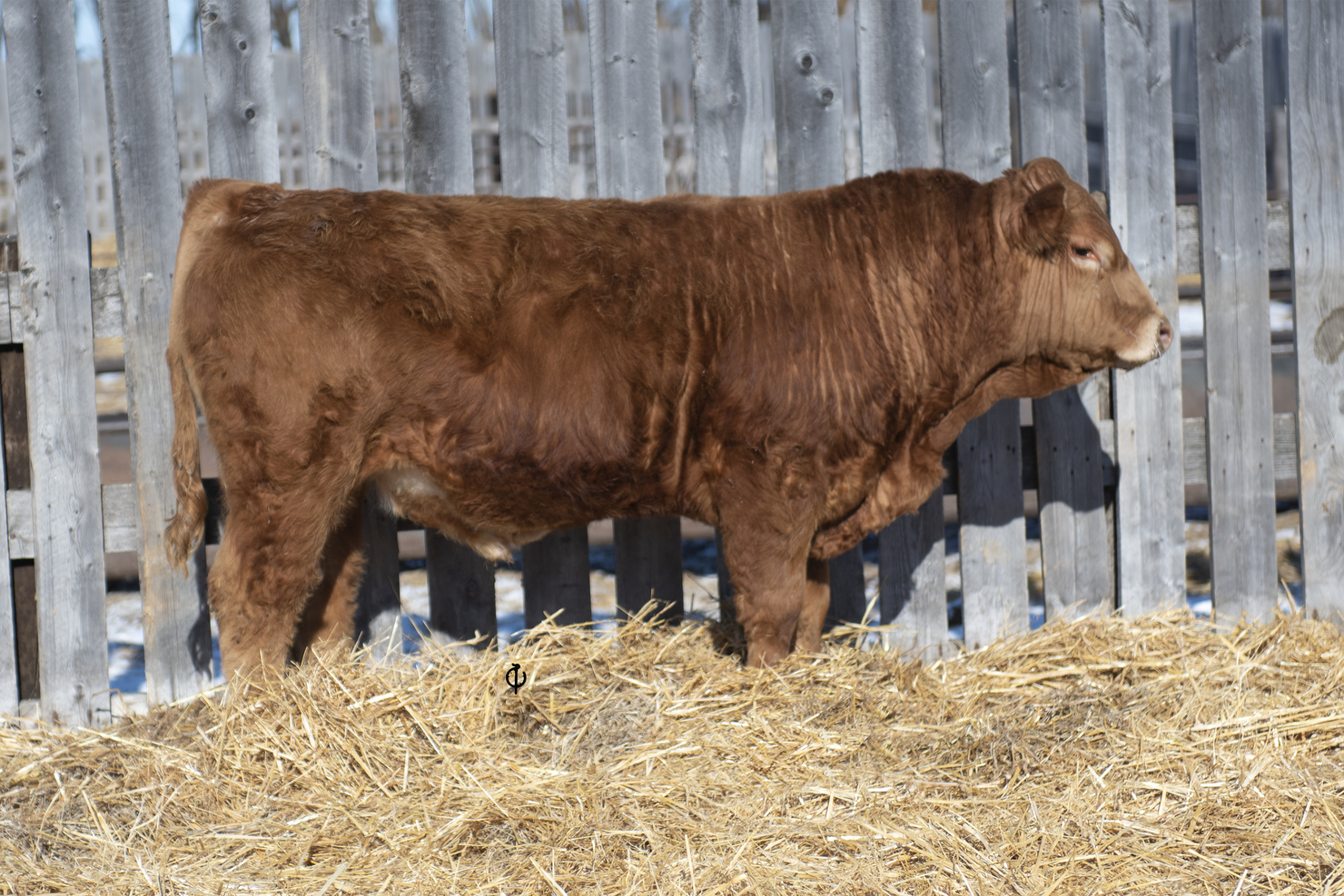 Lot 45G JSJ GRISWOLD 45G Online Gelbvieh Bull Sale JSJ Livestock