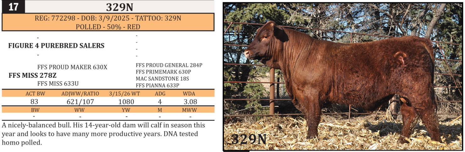 Lot 17 - 329N: Rafter 9 Cattle Co - Annual Production Sale | Rafter 9 ...