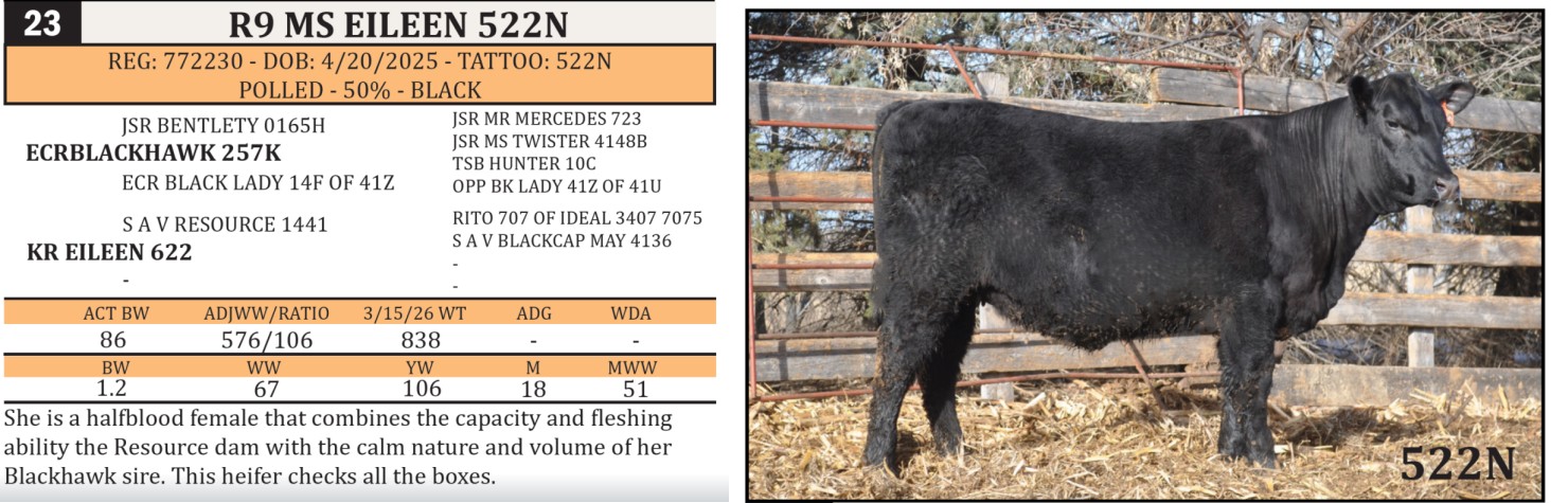 Lot 23 - R9 MS EILEEN 522N: Rafter 9 Cattle Co - Annual Production Sale ...