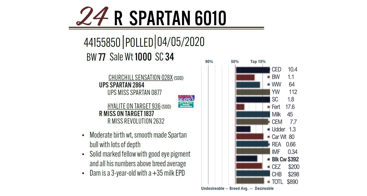 Dvauction Lot 24 Rausch Herefords 63rd Annual Sale